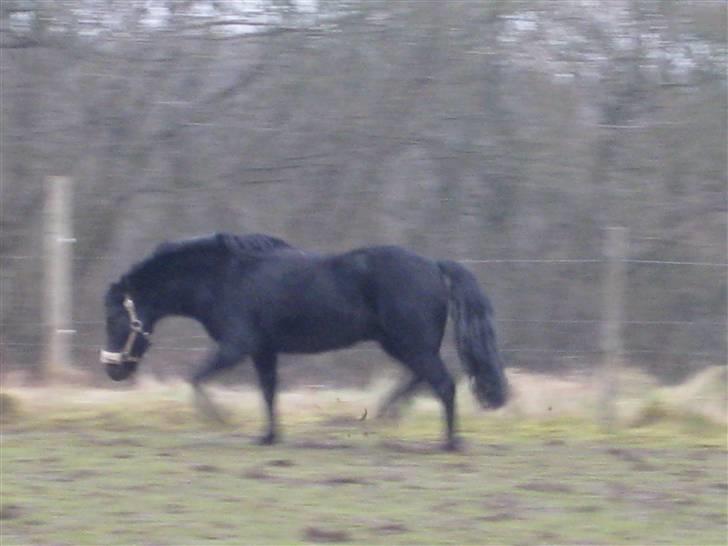 Dartmoor Jarrick - Og traver xD<3. billede 13