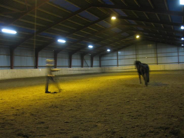 Dartmoor Jarrick - Longering i hallen q; <3. billede 14