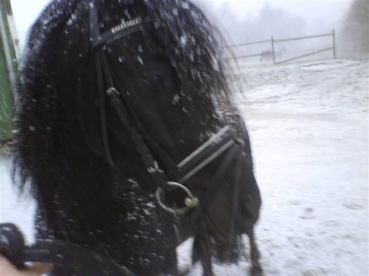 Dartmoor Jarrick - Jarrick i snevejr, det var en god dag :´)<3. billede 15