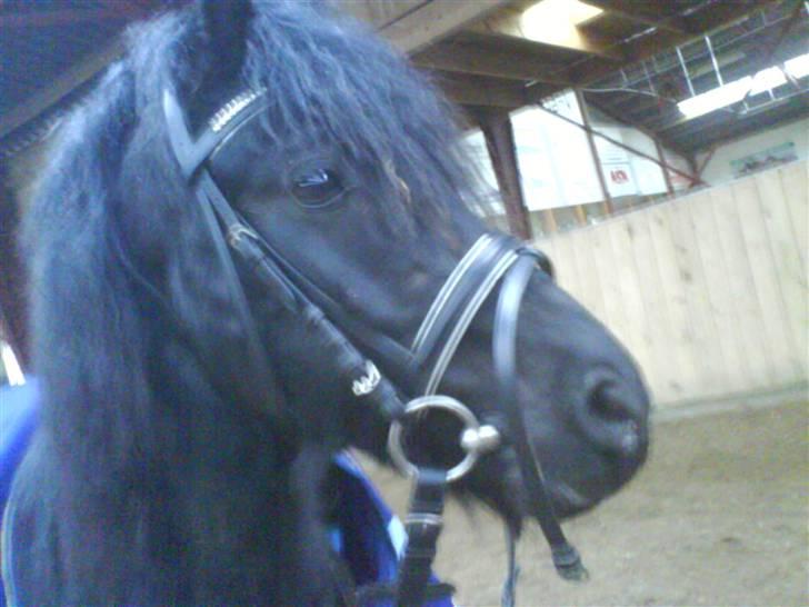 Dartmoor Jarrick - Savner dig :´). billede 18