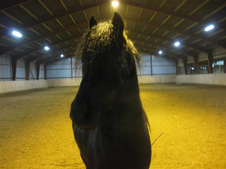 Dartmoor Jarrick - Jarrick, du er så smuk skat (´; <333. billede 20