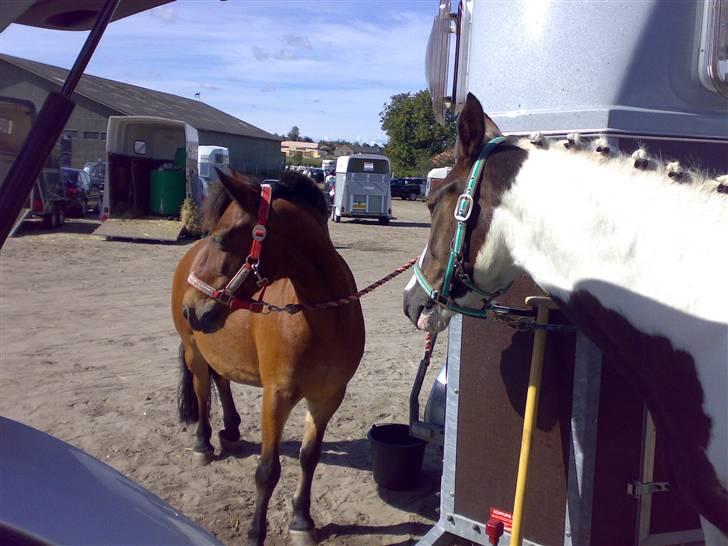 Pinto Polo - Polo & Chico ved traileren til stævne (x <3.. billede 9