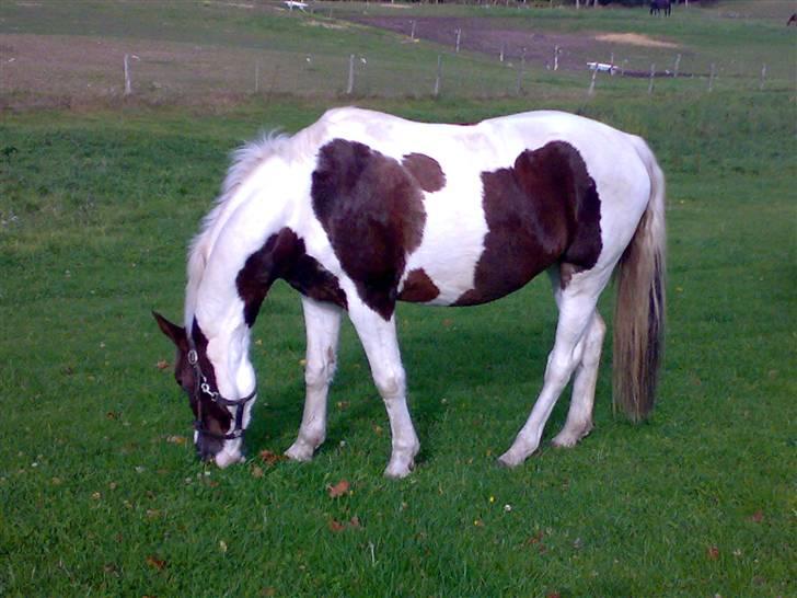 Pinto Polo - Livet er herligt 8D. billede 10
