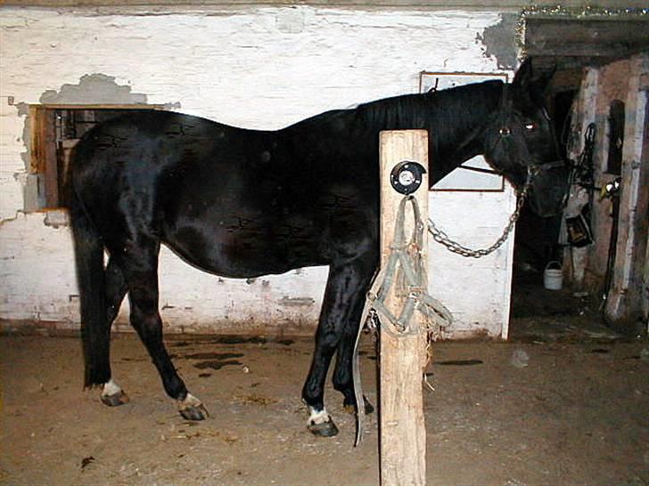 Traver Tenna Will*død 22/10-09* - Tenna 9 januar 09, ca 3 md og 19 dage til hun skal fole mit drømme føl:-) billede 10