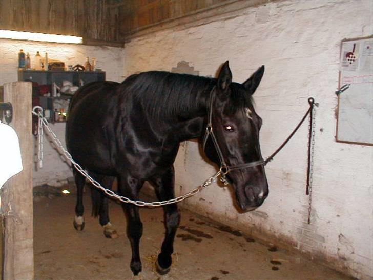 Traver Tenna Will*død 22/10-09* - Min smukke tenna -mor billede 11