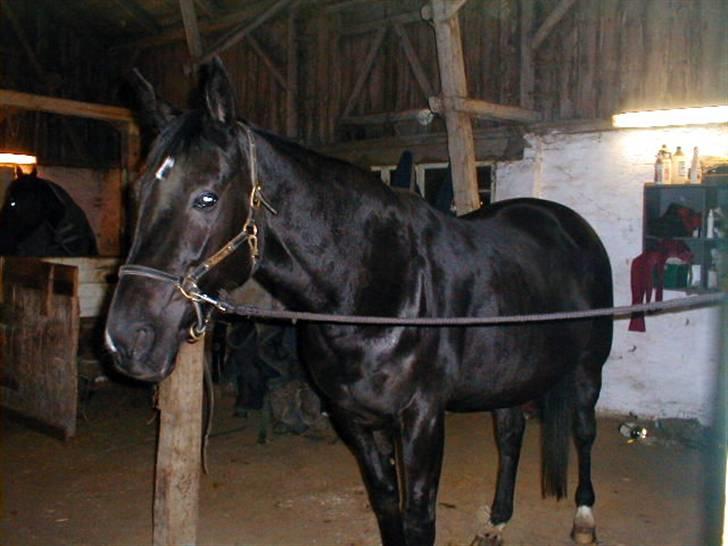 Traver Tenna Will*død 22/10-09* billede 12