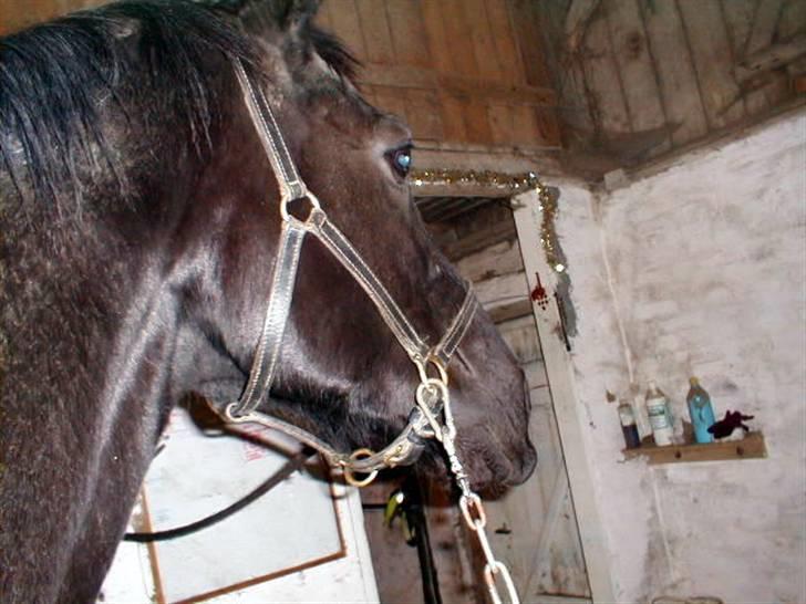 Traver Tenna Will*død 22/10-09* - Dejligt at blive kløet:-) billede 13