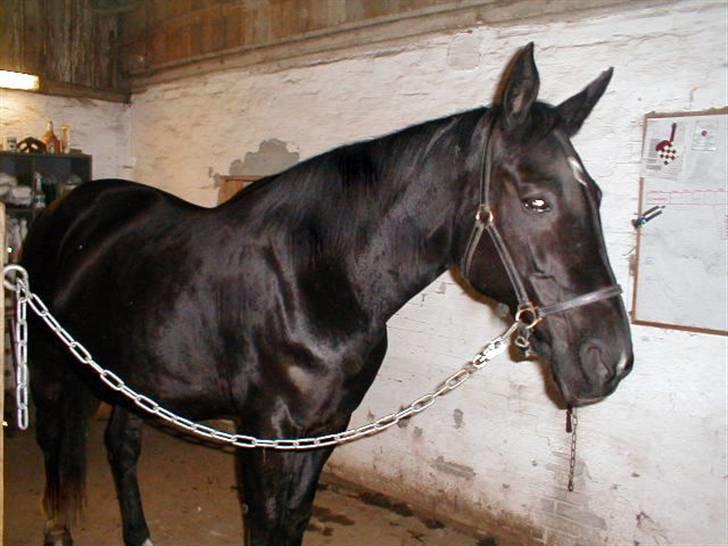 Traver Tenna Will*død 22/10-09* - hun ligner da ikke ligefrem en hoppe på 18 år , syntes i....?? billede 14