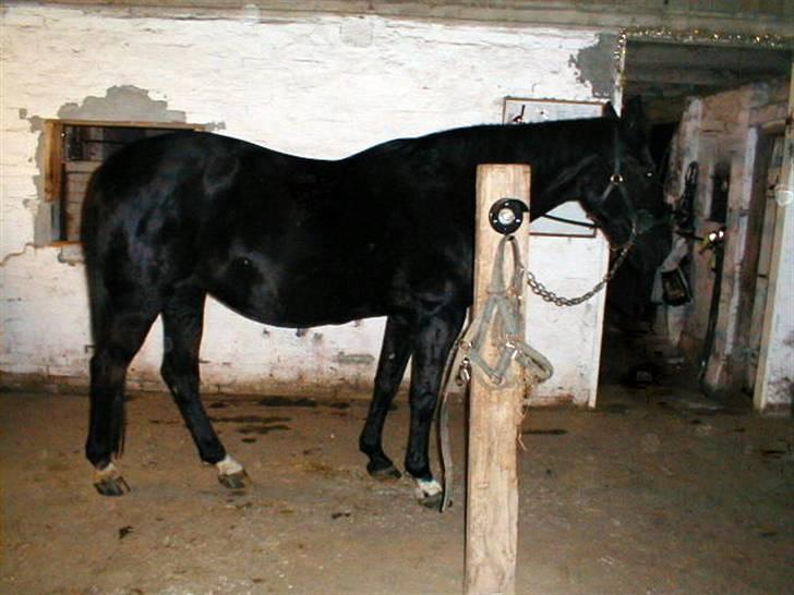 Traver Tenna Will*død 22/10-09* billede 15