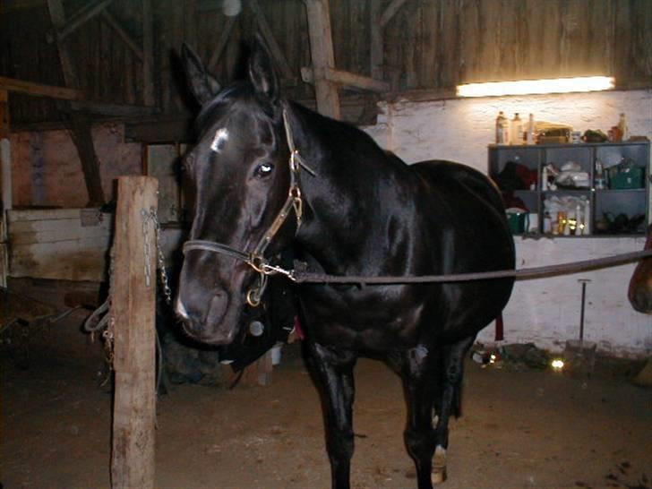 Traver Tenna Will*død 22/10-09* billede 16