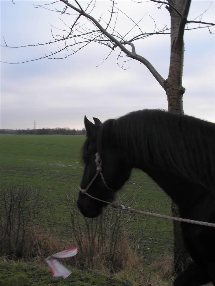 Frieser Wietske billede 9