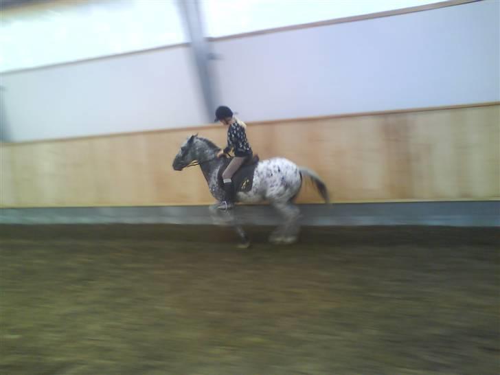 Appaloosa Benno *Solgt* billede 8