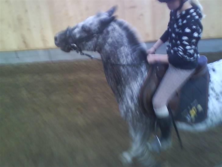 Appaloosa Benno *Solgt* billede 9