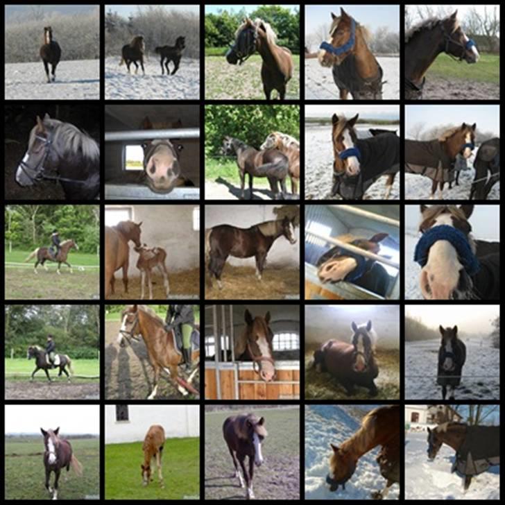New Forest Krogsgaars Glory *SOLGT* - Tak for du kiggede, smid gerne en kommentar, + en bedømelse! :D  billede 20
