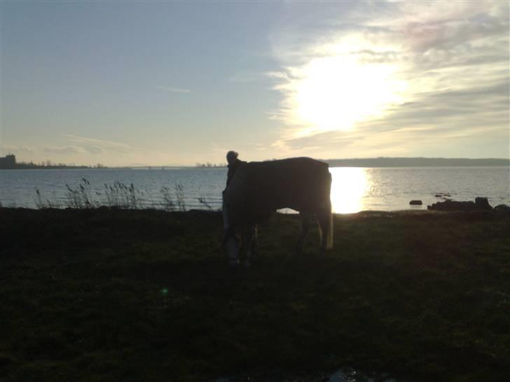Pura Raza Española Bella Finata - Er lige nede og kigge til vandet billede 7