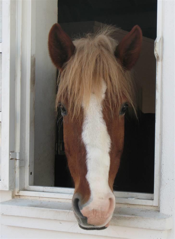 Anden særlig race Anton billede 5