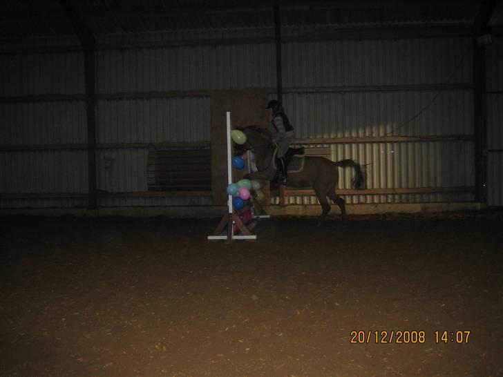 Hollandsk Sportspony My lady  billede 16