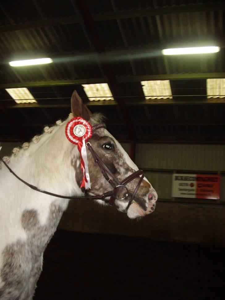 Pinto Mathilde - Mathilde med en 1 plads rosette billede 1