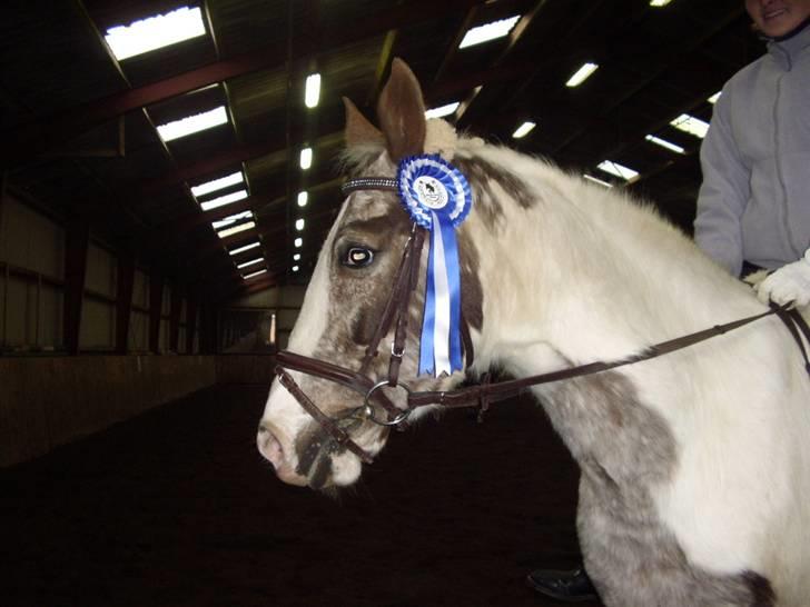 Pinto Mathilde - Mathilde med en 2 plads rosette billede 2