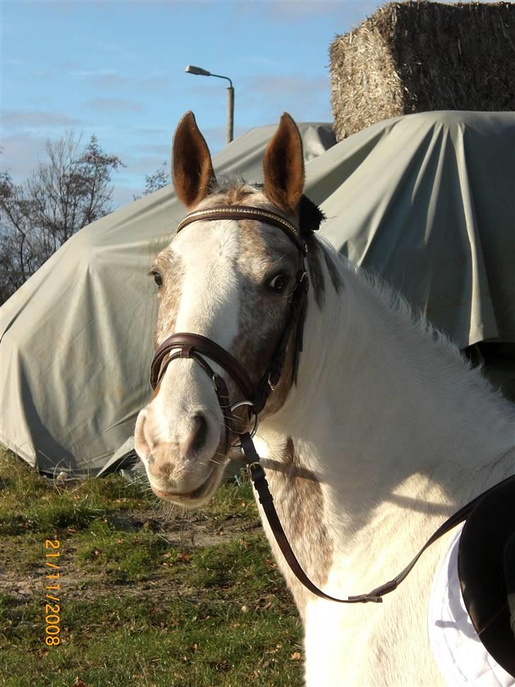 Pinto Mathilde - Mathilde´s hoved billede 6