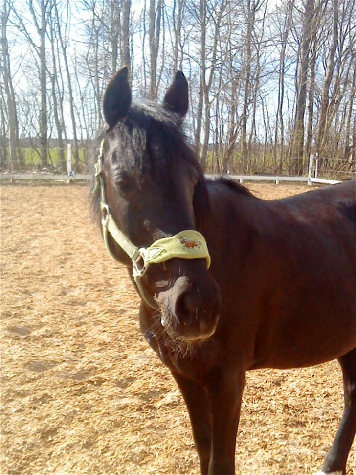 Anden særlig race Dina * Solgt * - velkommen til Dina`s profil.Nyd hende du ser sjældet en så sød, smuk & dejlig pony som hende!!!<3læg gerne en sød kommentar<3 Foto : mig  billede 1