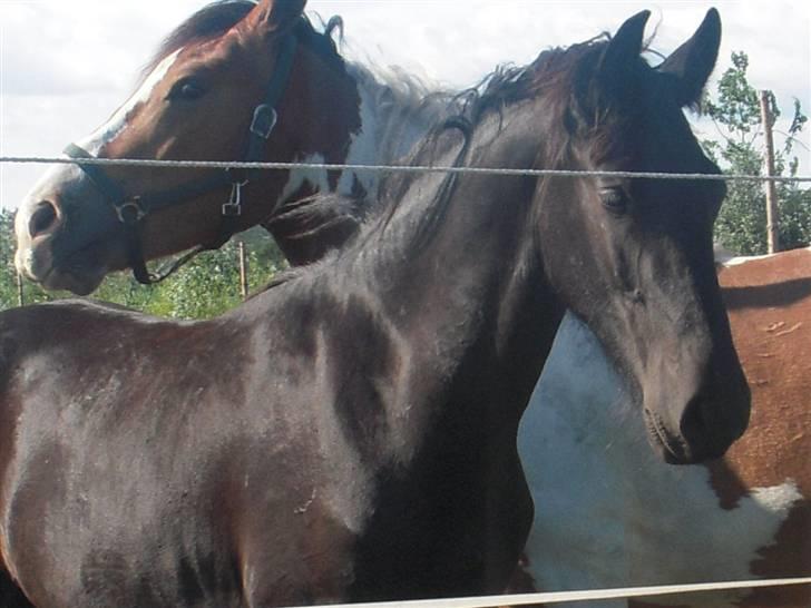 Frieser  # BLAKE # solgt - blake 14 mdr ( juni 09 ) billede 20