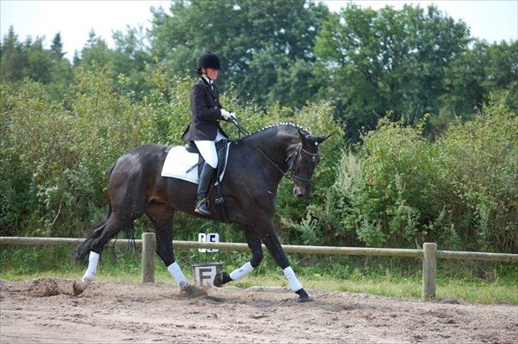 Dansk Varmblod Meningo billede 8