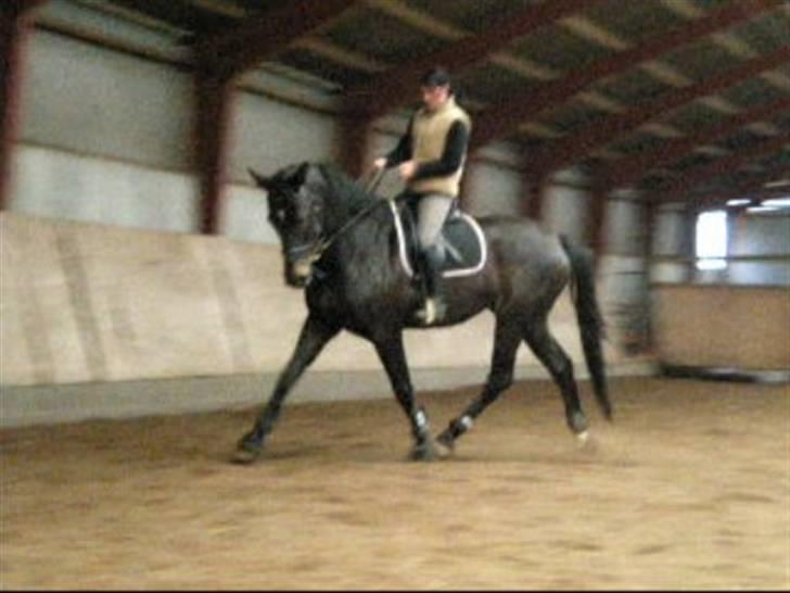 Dansk Varmblod Meningo - Se mor jeg kan godt gå fint d; billede 9