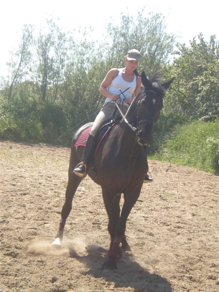 Dansk Varmblod Meningo - Lidt sidelæns, kan vi os godt :o) billede 10