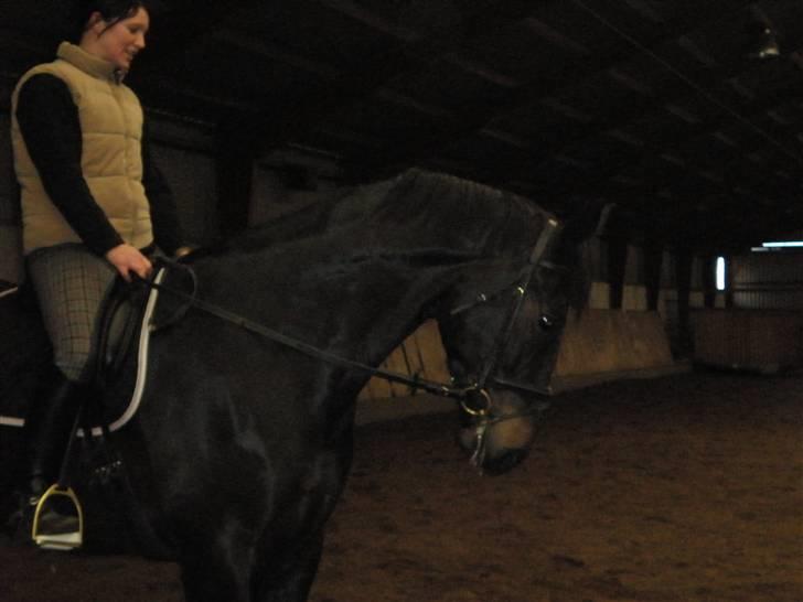 Dansk Varmblod Meningo - Kønne Ningo;) billede 12