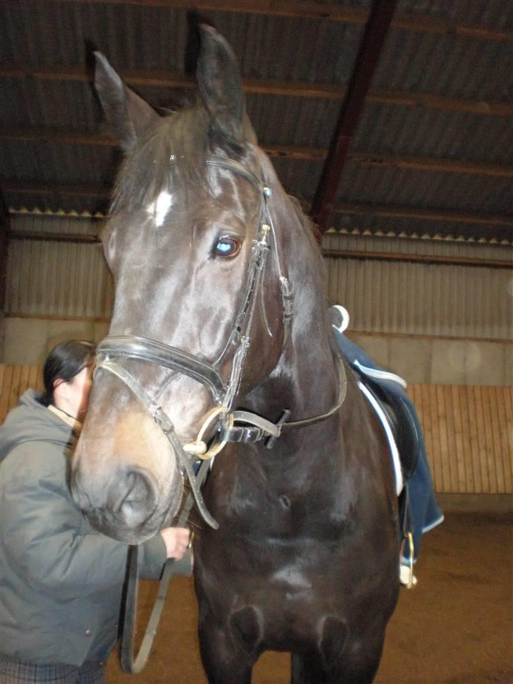 Dansk Varmblod Meningo billede 13