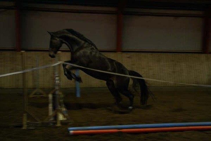 Dansk Varmblod Meningo - stjernehesten billede 14