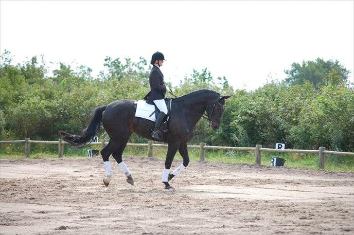 Dansk Varmblod Meningo billede 15