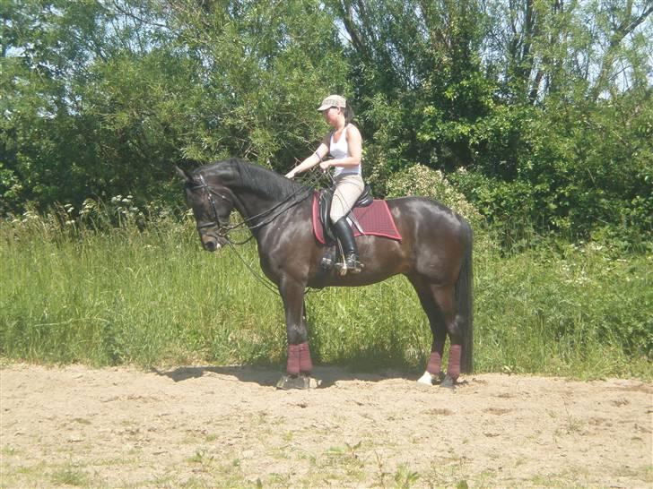 Dansk Varmblod Meningo billede 16