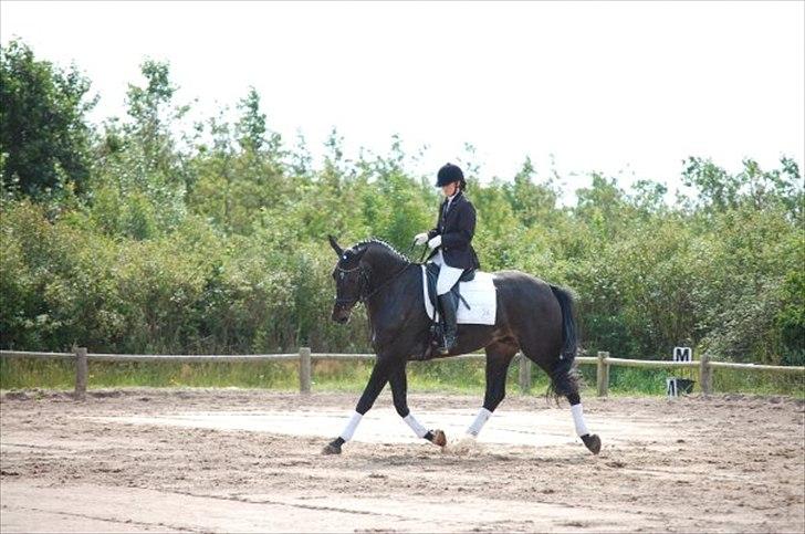 Dansk Varmblod Meningo billede 17