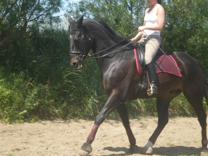 Dansk Varmblod Meningo - Vi arbejder hård og hårder, for vi vil! billede 18