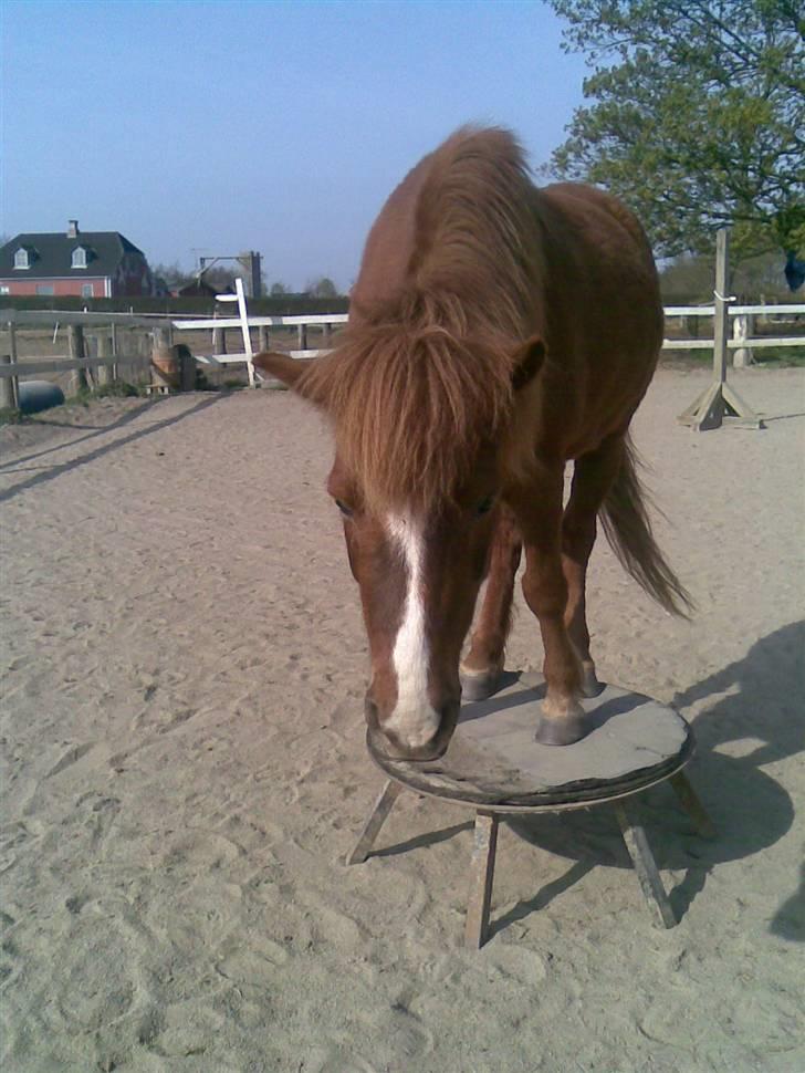Anden særlig race Rosita <3Red engang - tricks:skammel uden grimme                                                                                                                     mini vil med på billedet den sorte hest billede 11