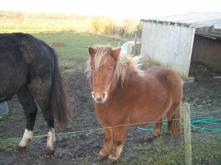 Shetlænder Pisling billede 11