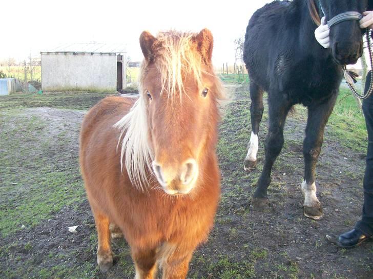 Shetlænder Pisling billede 12