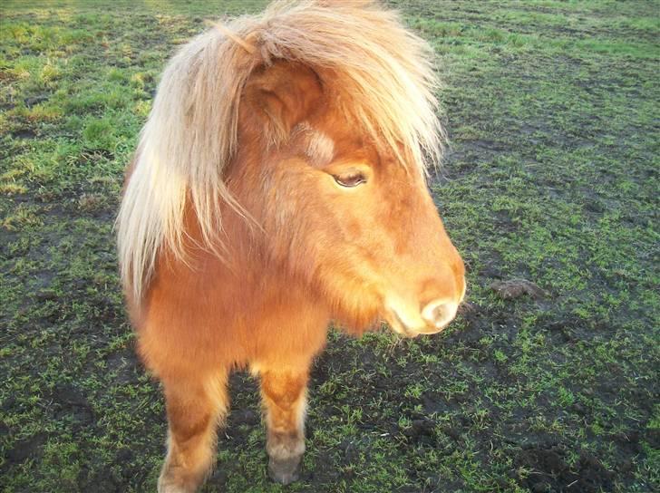 Shetlænder Pisling billede 13