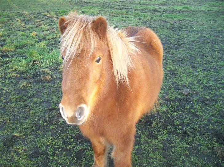 Shetlænder Pisling billede 14