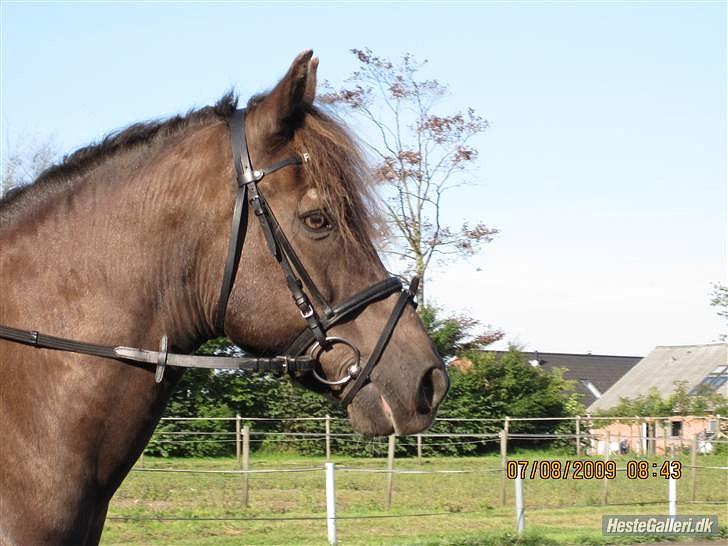 Anden særlig race Fedtmule R.I.P :´( - Smukke fedte!                                         TAK! for billedet Anne billede 5