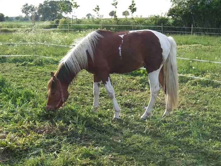 Pinto Lucky ( solgt ) billede 1