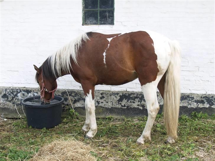 Pinto Lucky ( solgt ) billede 2