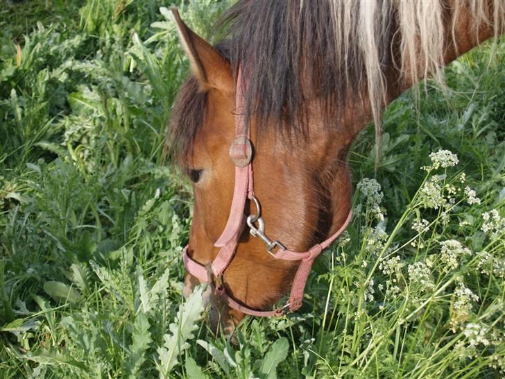 Pinto Lucky ( solgt ) billede 3