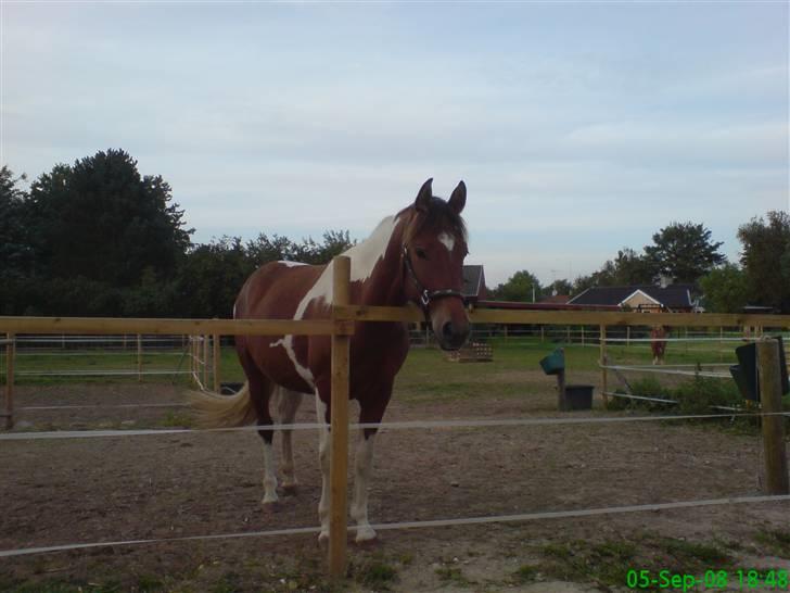 Pinto Lucky ( solgt ) billede 4