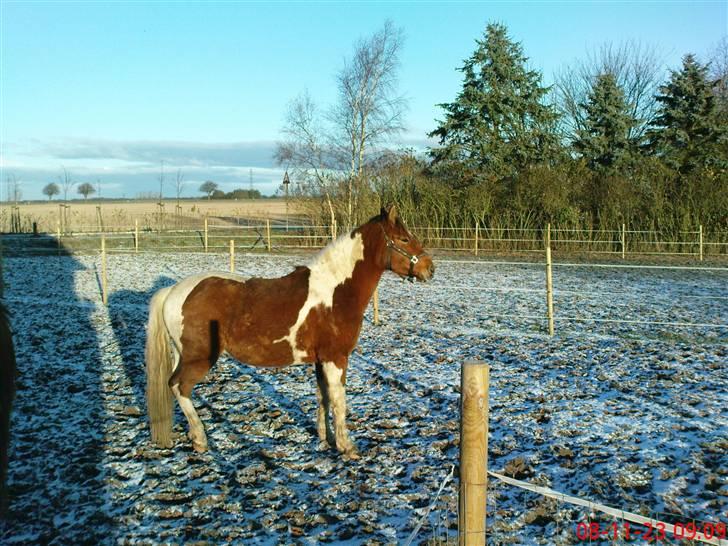 Pinto Lucky ( solgt ) billede 5