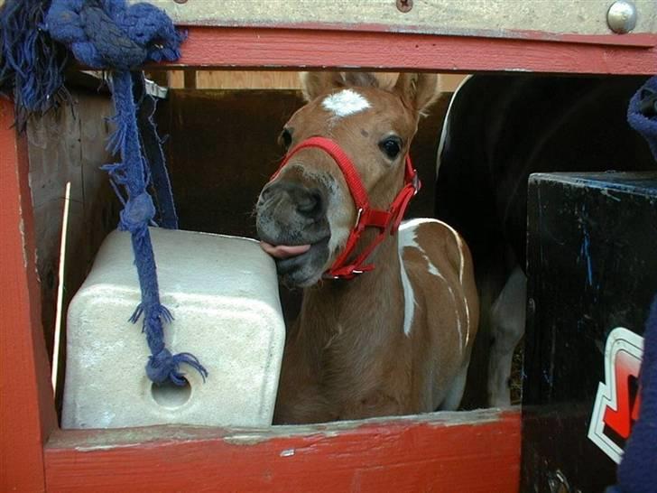 Pinto Lucky ( solgt ) billede 6