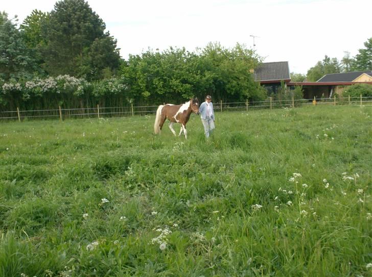 Pinto Lucky ( solgt ) billede 7