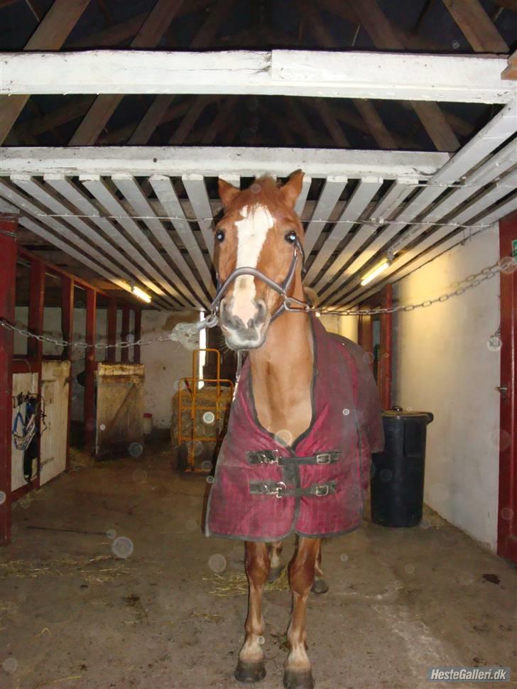 Anden særlig race o´malley<3<3 (miss you)  billede 9